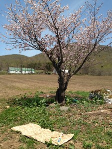 5月11日赤井川桜満開